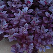 Alternanthera dentata 'brazilian red hots'. Little Ruby Alternanthera Alternanthera Dentata Little Ruby In Naperville Aurora Batavia Oswego Chicago Wheaton Illinois Il At The Growing Place