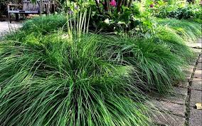 Image result for Carex sp.no.1