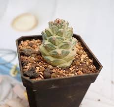 Image result for Monadenium laeve