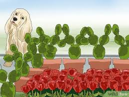 Planting a row of thorny roses or other prickly plants along the edge of your flower bed will make the area much more unappealing to a dog looking for a place to dig or lounge around. How To Keep Dogs Out Of Flower Beds 12 Steps With Pictures