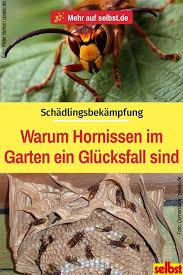 Hornissennest Garten Umgraben Teichpflanzen Und Winter Uberleben