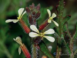 Image result for Carrichtera annua