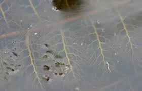 Image result for Utricularia reflexa