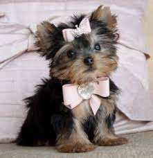 They crave for constant love and attention from you and your family members. Yorkshire Terrier Puppies For Sale Omar Avenue Carteret Nj 217842