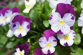 Garden flowers for sale canada. Annuals And Perennials For Early Spring Planting Heeman S