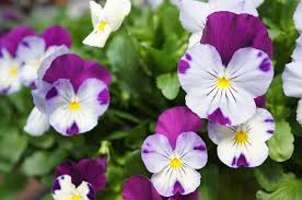 Find perennial flowers, seeds & plants in a variety of colors, textures, forms, and fragrances available at affordable prices from burpee. Annuals And Perennials For Early Spring Planting Heeman S
