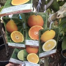 Three grafts on one tree. Salad Citrus Tree