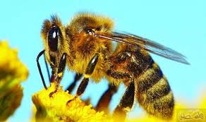 علماء يؤكدون تميز النحل والزنابير بخاصية تمكنهم من التعرف على البشر Bee Save The Bees Pollen Allergies