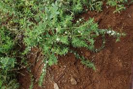 Image result for Pollichia campestris