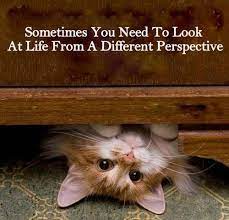 Pin By Botl Quotes On Quotes Animal Quotes Cute Animals Cute Quotes