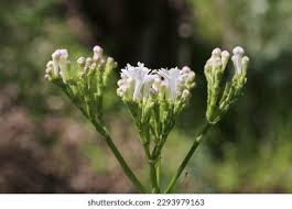 Image result for Valerianaceae