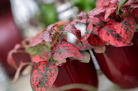 Es war größtenteils tot, als ich es zum ersten mal bekam, aber es hat einen baumartigen ast, aus dem das laub mit roten und grünen blättern. Weihnachtsbaum Raus Zimmerpflanze Rein Gartenbaugruppe Wurzburg