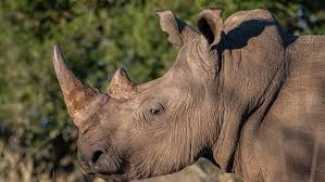 The software is commonly used for. Isotope Based Project Aims To Curb Rhino Poaching Regulation Safety World Nuclear News