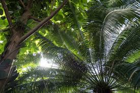 Sichern sie sich mit agoda.com für ihre reise den niedrigste preis in jedem hotel nahe. Fruhlingszeit Ist Zeit Fur Die Botanischen Garten Bonn Entdeckenbonn Entdecken