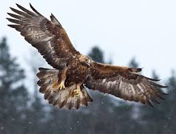 Golden Eagle Aquila Chrysaetos Female Of Golden Eagle In 12th Cy The Internet Bird Collection Hbw Al Golden Eagle Flying Golden Eagle Magnificent Beasts