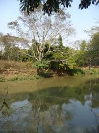 Image result for Trichopteryx fruticulosa