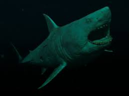 Check spelling or type a new query. 47 Meters Down Uncaged Wallpapers Top Free 47 Meters Down Uncaged Backgrounds Wallpaperaccess