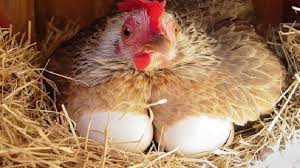 Pada musim panas di tahun 2010, para peneliti dari inggris meretakkan telur ayam sampai akhirnya mereka menemukan bahwa protein yang dibutuhkan untuk. Cara Meningkatkan Produksi Telur Ayam Kampung Kabartani