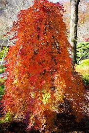 We did not find results for: Ryusen Japanese Maple For Sale Online The Tree Center