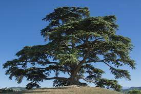 Is a legal entity registered under the law of state nevada. 13 Different Types Of Cedar Trees All Cedar Tree Varieties Plantsnap