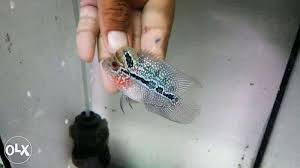 Imported Flowerhorn Fish Babies Super Red Dragon And Kamfas Available For Sale In Chavakkad Kerala Classified Indialisted Com