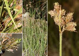 Image result for Fuirena pubescens