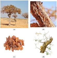 Image result for Commiphora