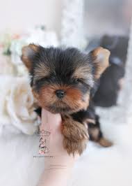 Teacup yorkies are not a separate breed, as many people are confused. Toy Or Teacup Yorkies For Sale Teacup Puppies Boutique