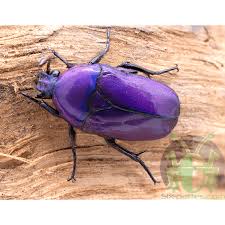 Image result for Stomatanthes africanus