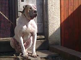 Also known as pakistan, indian, alangu, or sindhi mastiff, the beast from the east is naturally aggressive and exceptionally strong. Bully Kutta Bajou Puppies Pt1 With Realdeal Xena Video Dailymotion