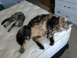 The norwegian forest cat is slightly smaller with the male reaching 12 to 16 pounds and the female reaching a comparable 9 to 12 pounds. Maine Coon Vs Mixed Breed Short Haired Cat Size Comparison Interestingasfuck
