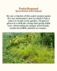 Image result for Sporobolus pectinellus