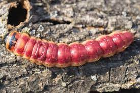 Rote Raupe Mit Schwarzem Kopf Bestimmen Gartenlexikon De