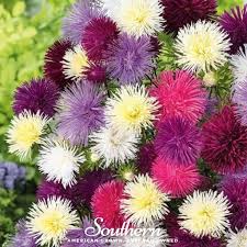 Image result for Aster chimanimaniensis