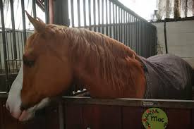 Mac Is A Beautiful Horse With Down Syndrome He Is Amazing Horses