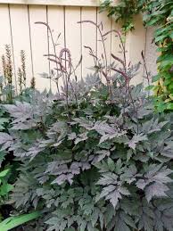 In nature, leaves turn colors in autumn, most fall off during winter, and some remain evergreen. Beauty Plant Please Identify