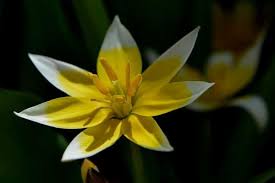 Maybe you would like to learn more about one of these? 10 Star Shaped Flowers Urban Garden Gal