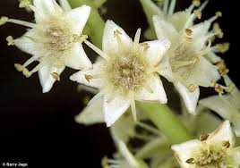 Image result for Terminalia stuhlmannii