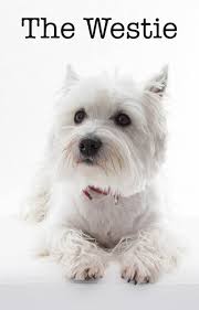 Westie Dog Breed Information Centre For The West Highland