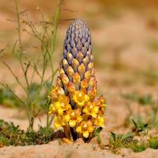 Image result for Cistanche tinctoria