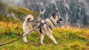 Image result for norský losí pes šedý