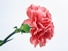List of common idioms based on colour and colours, with meanings, shown in context with example sentences, plus quiz. English Idioms On Twitter This Flower Name Comes From Latin Caro Carn Which Means Flesh Carnation Has The Fleshy Colour Indeed Https T Co Thkxvc2lep