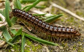 Millipede control and indoor pest treatment