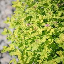 Image result for spirea japonica gold princess