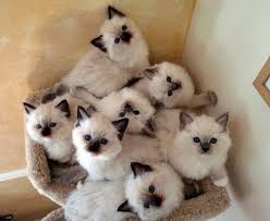 Banyak jenis kucing dengan harga murah hingga mahal, mahalnya kucing tergantung pada kualitas dan jenis kucing. Daftar Harga Kucing Ragdolls Terbaru Mei 2021