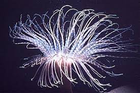 Image result for Eminia antennulifera