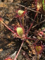 Image result for Drosera burkeana