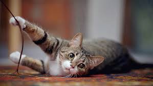The first symptoms of folliculitis is often hair loss on or around the neck. Hair Loss In Cats Causes Treatment Purina