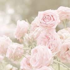 We did not find results for: Pink Rose Photo Shabby Chic Baby Pink Roses Soft Sage Moss Green Antique Heirloom Roses Soft Pink Photo Nursery Art In 2021 Pink Roses Heirloom Roses Flowers
