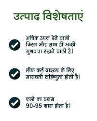 Maybe you would like to learn more about one of these? Nunhems Nunhems Us 1143 Tomato 3000 Seeds Agrostar